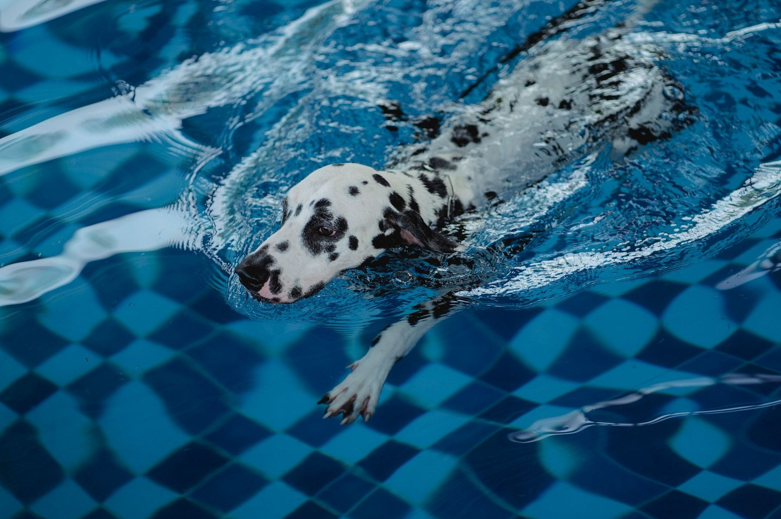 What Swimming Actually Does for a Dog's Body