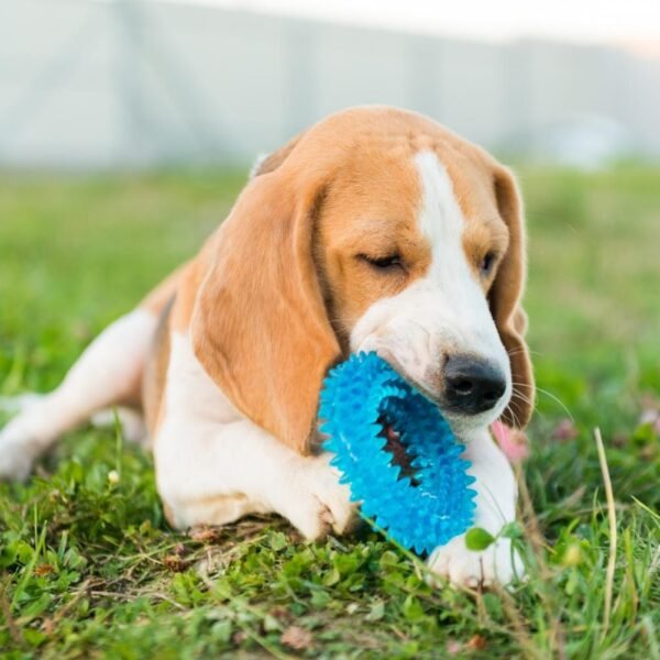 How to Choose Chew Toys for Dogs Based on Their Chewing Habits