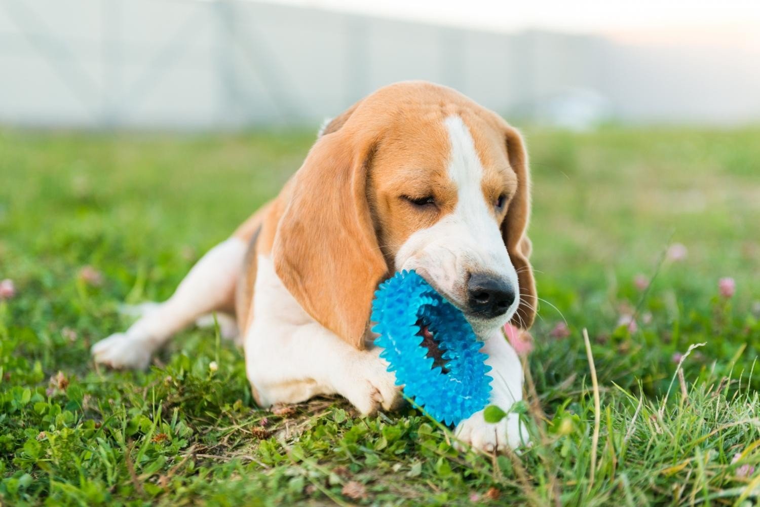 How to Choose Chew Toys for Dogs Based on Their Chewing Habits